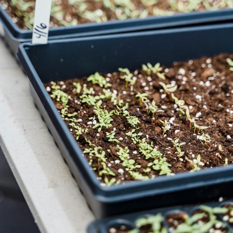sprouting-seeds-53347d8ed7f8456c940085af9caf79e9