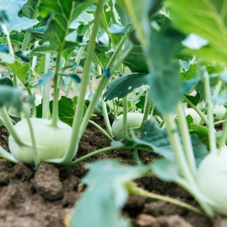 vegetable-garden-325129cefa1346b6b05778fe2fc67bce