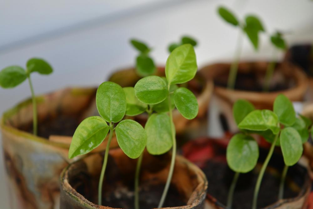 sprouting seeds-25b7239e904d44128d44be28f69fca3f.jpg sprouting seeds